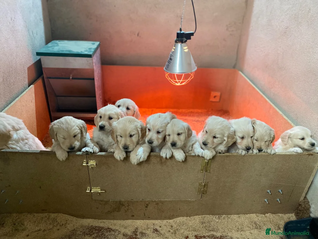 Golden Retriever perros en venta: CACHORROS DE GOLDEN RETRIEVER  - Anuncio 4