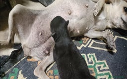 Chihuahua perros en venta: Chihuahua - Imagen 3