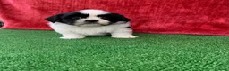 Shih Tzu perros en venta: Excelentes cachorros Shihtzu - Anuncio 5