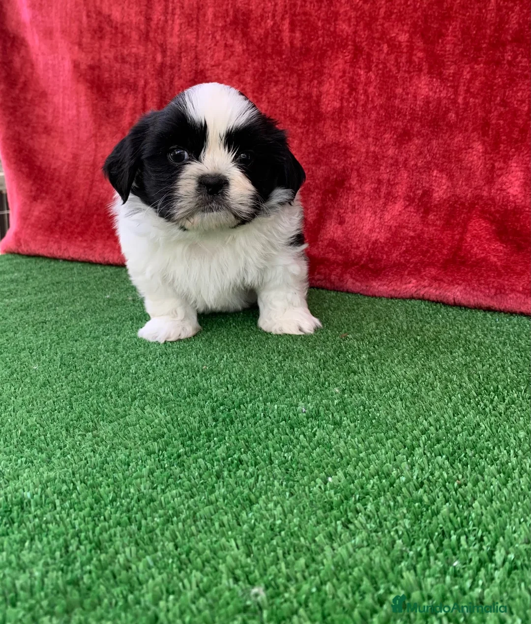 Shih Tzu perros en venta: Excelentes cachorros Shihtzu - Anuncio 5