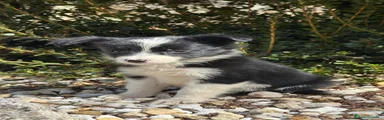 Border Collie 2