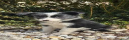 Border Collie perros en venta: Border collie - Anuncio 3