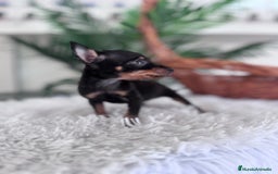 Pinscher Miniatura perros en venta: MINI PINSCHER MUNIATURA - Anuncio 27