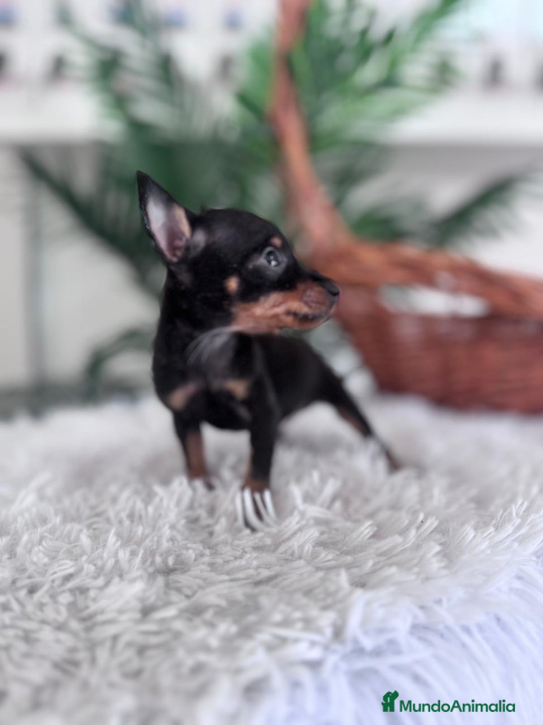 Pinscher Miniatura perros en venta: MINI PINSCHER MUNIATURA - Anuncio 27