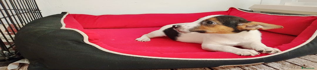 Raza Mixta Cachorro 1