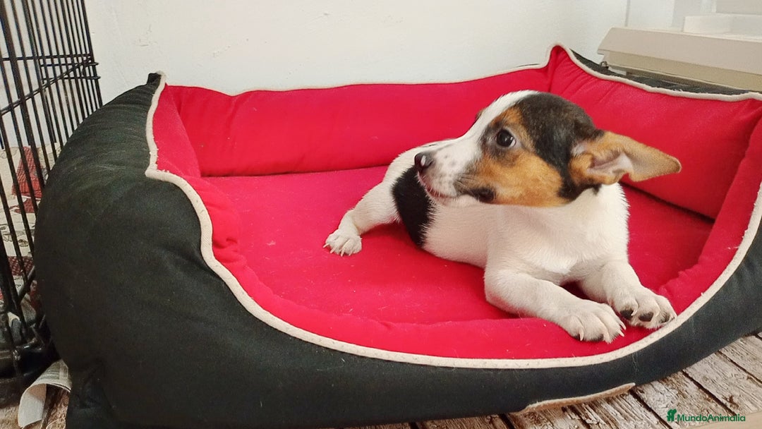 Raza Mixta perros en venta: Jack Russell  - Imagen 1
