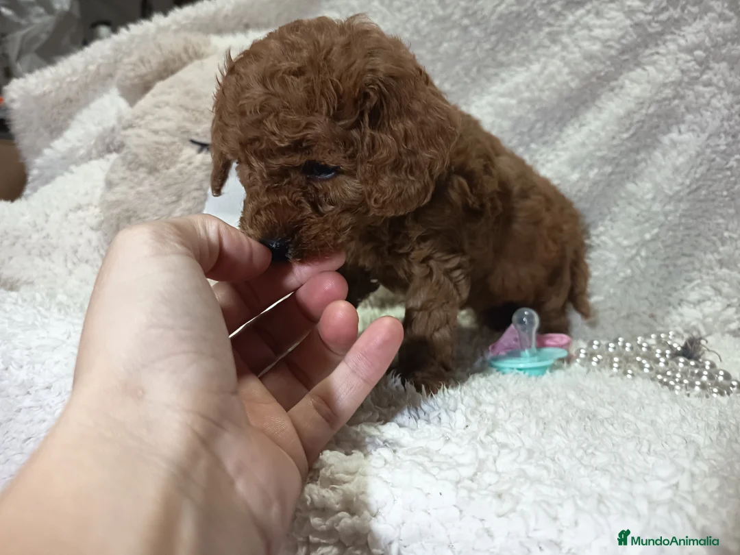 Caniche Toy perros en venta: Machos caniche toy y  enano rojos pimienton - Anuncio 2