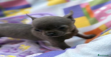Chihuahua perros - Anuncio 16