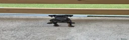 Pinscher Miniatura perros en venta: Mini pinscher hembra  - Anuncio 2