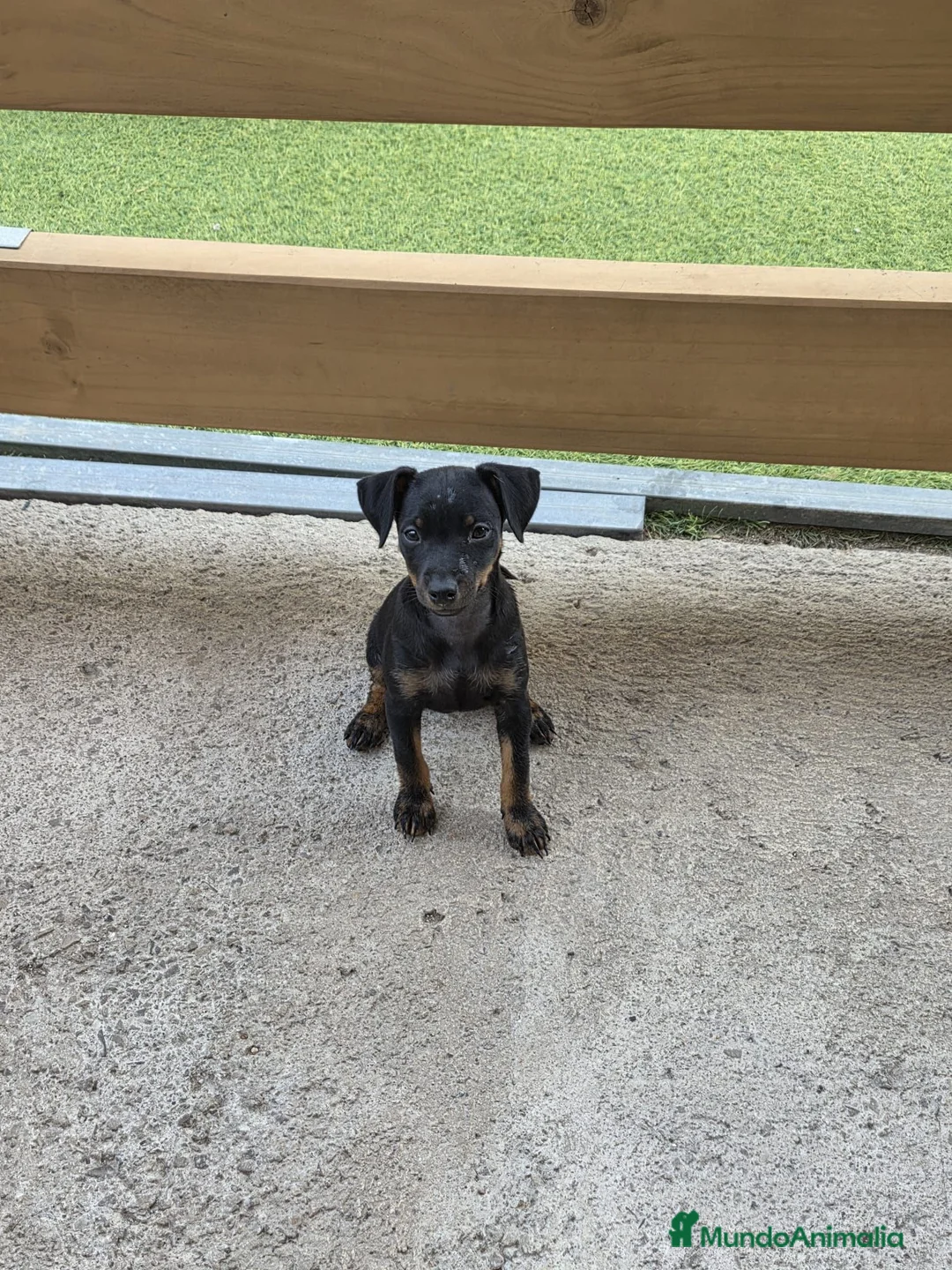 Pinscher Miniatura perros en venta: Mini pinscher hembra  - Anuncio 2