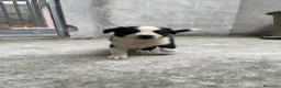Border Collie perros en venta: Border collie  - Anuncio 3