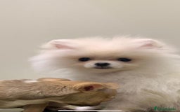 Pomerania perros en venta: Pomerania mini  - Imagen 3