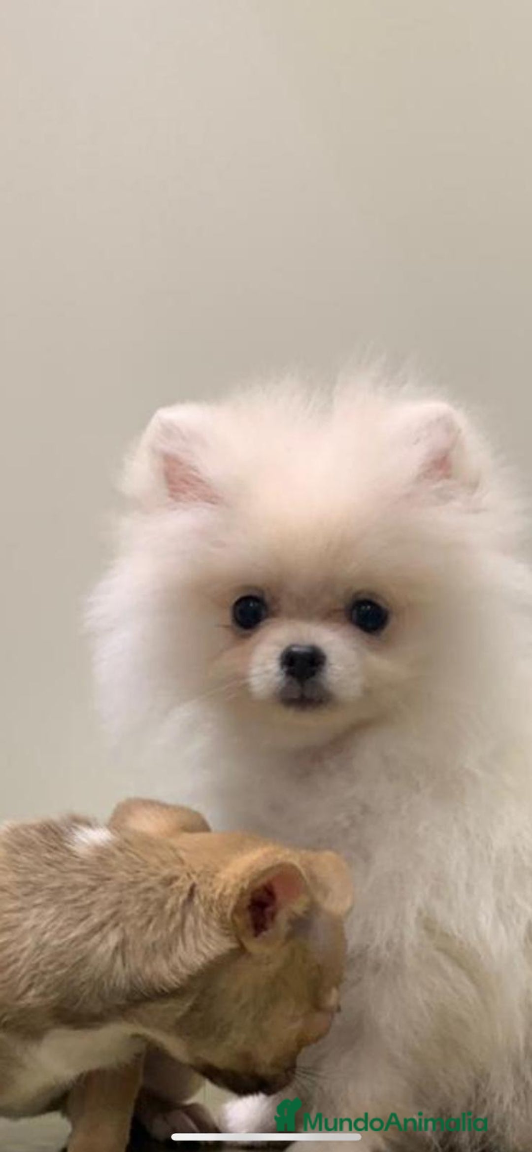 Pomerania perros en venta: Pomerania mini  - Imagen 3