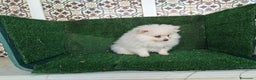 Pomerania perros en venta: Se vende camada de pomerania toy - Anuncio 4