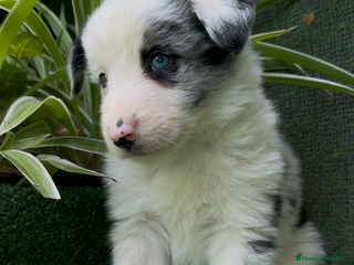 Border Collie perros - Anuncio 2
