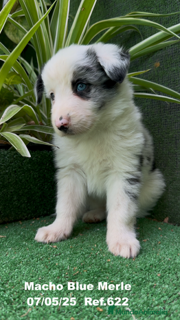 Border Collie perros - Anuncio 2