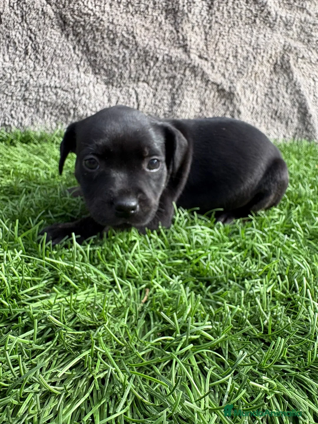 Staffordshire Bull Terrier perros en venta: Cachorros Staffordshire Bull Terrier  - Anuncio 19