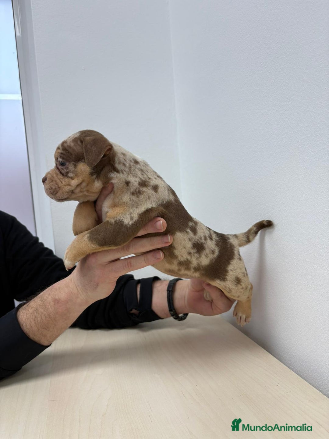 American Bully perros en venta: American Bully Pocket - Anuncio 1