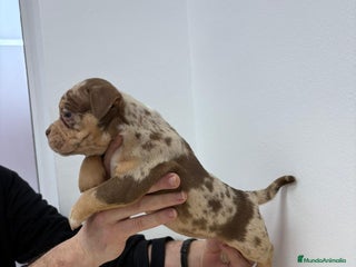 American Bully perros American Bully Pocket - Anuncio 1