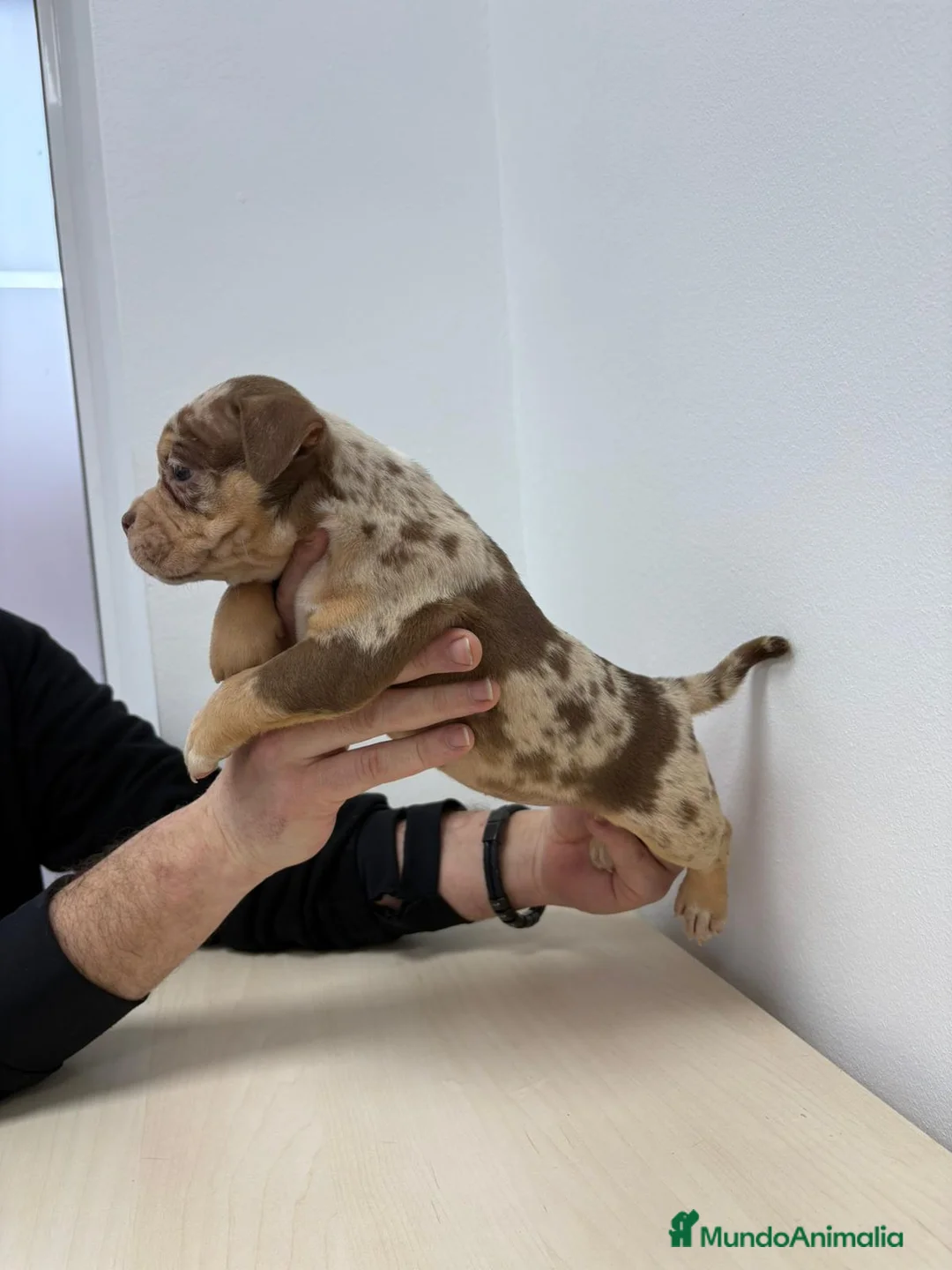 American Bully perros en venta: American Bully Pocket - Anuncio 1