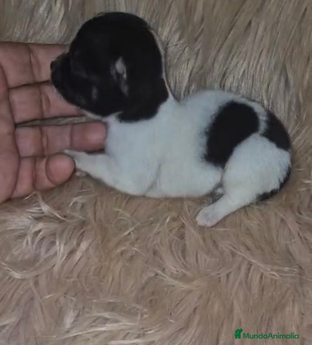 Chihuahua perros en venta: Chihuahua mini-toy ruso - Imagen 22