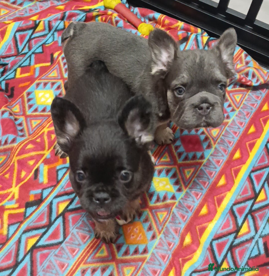 Bulldog Francés perros en venta: Fluffy lilac y Big rope fluffy  - Imagen 7