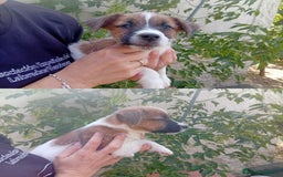 Jack Russell Terrier perros en venta: Jack Rusell lineas de belleza - Anuncio 5