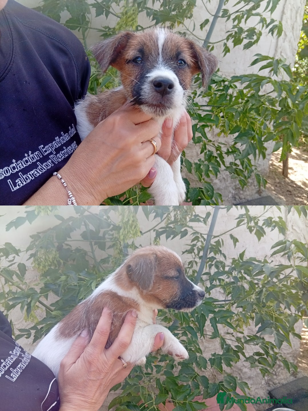 Jack Russell Terrier perros en venta: Jack Rusell lineas de belleza - Anuncio 5