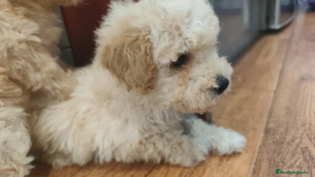 Caniche Toy perros en venta: Caniche toy 💛 apricot  - Anuncio 10