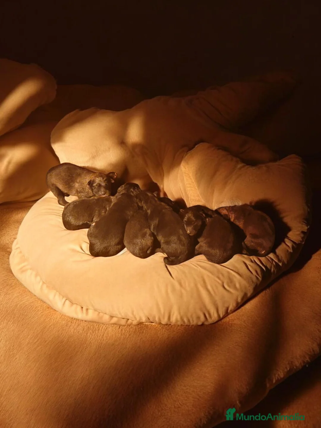 Perro Lobo Checoslovaco perros en venta: Wolfdog/Perro lobo - Anuncio 2