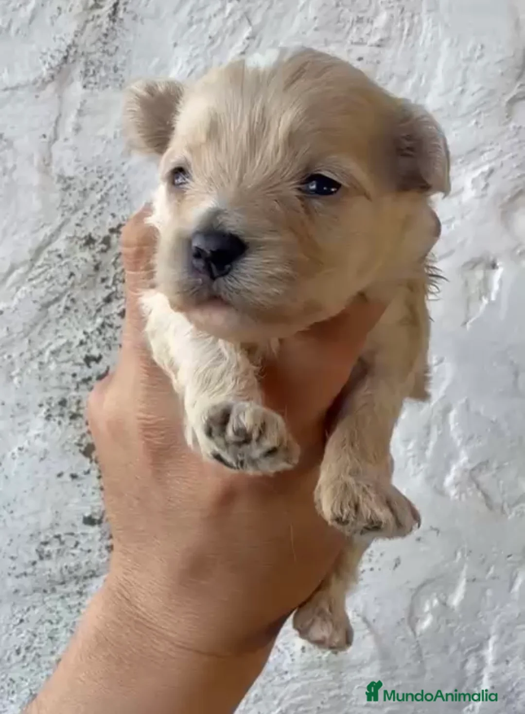 Maltipoo perros en venta: Espectaculares maltipoo en Córdoba - Anuncio 1