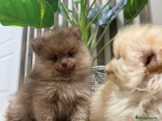 Pomerania perros - Anuncio 29