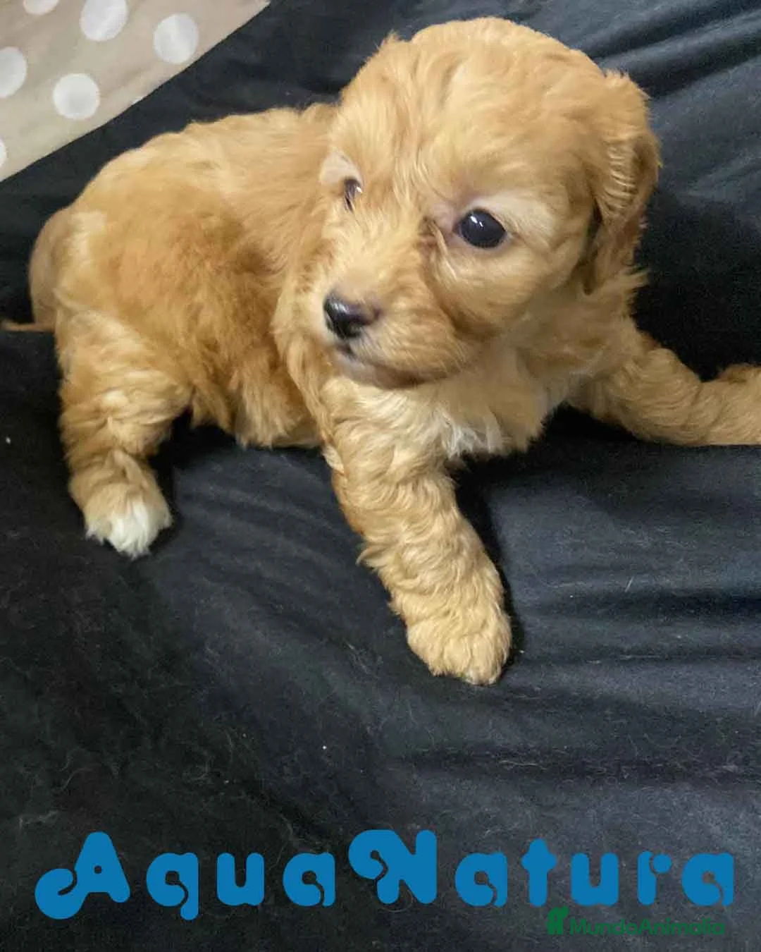 Havapoo perros en venta: Havapoo Hembra 2 de Locaty y Can AQUANATURA - Anuncio 2