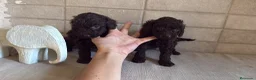 Caniche Toy perros en venta: Caniche Toy  - Anuncio 2