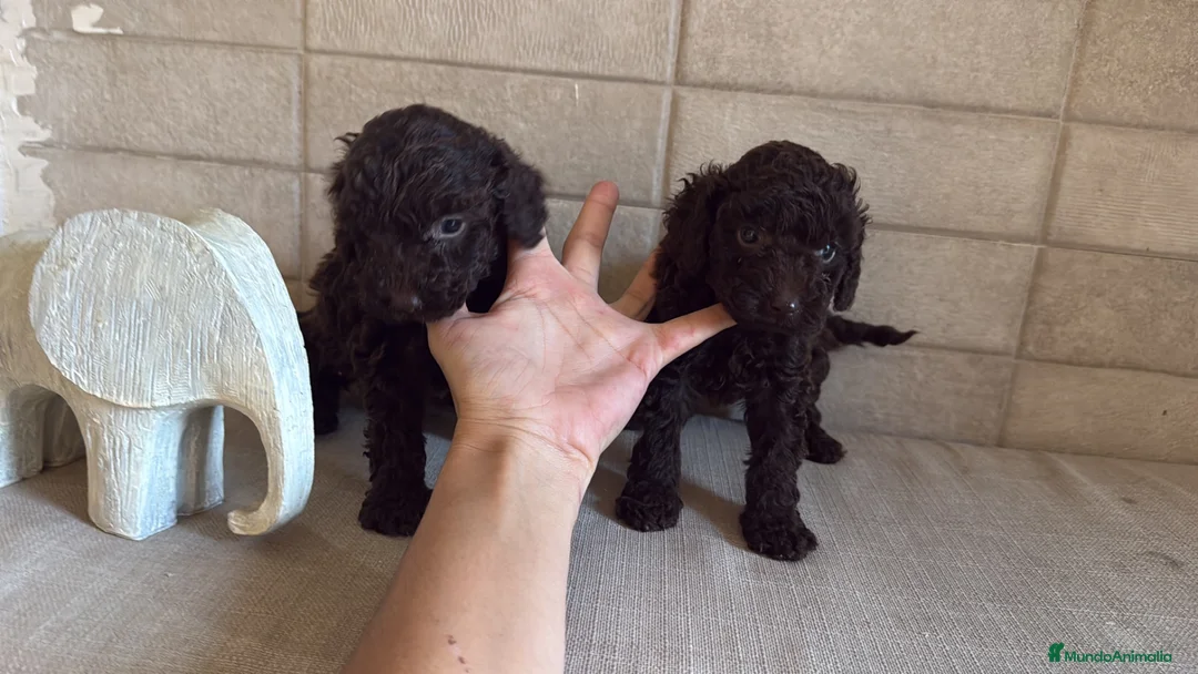 Caniche Toy perros en venta: Caniche Toy  - Anuncio 2