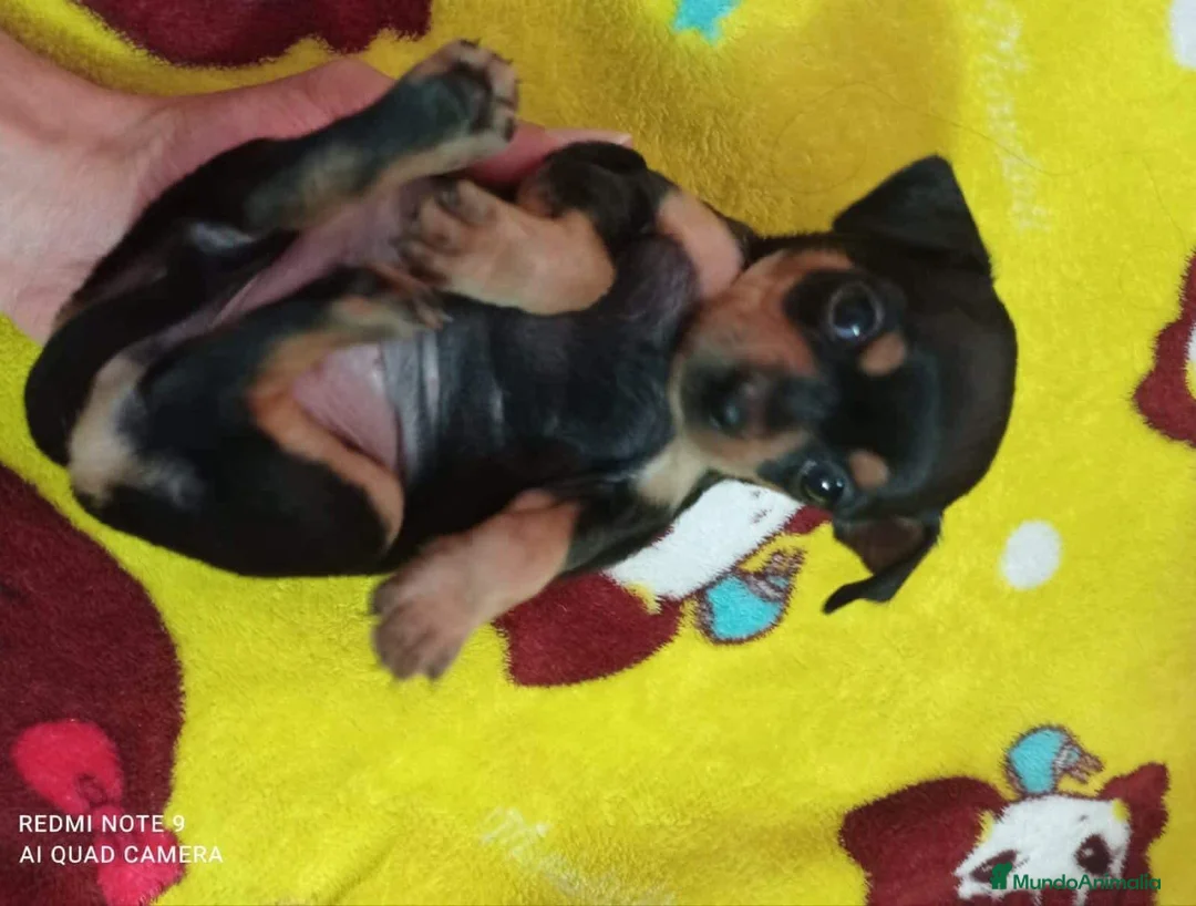 Pinscher Miniatura perros en venta: Pinscher bebés !  en Ciudad Real - Anuncio 2