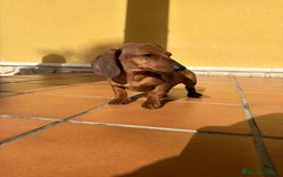 Teckel perros en venta: Teckel kaninchen merle chocolate diluido - Anuncio 13