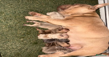 Bulldog Francés perros Precioso macho bulldog francés  - Anuncio 5