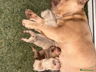 Bulldog Francés perros Precioso macho bulldog francés - Anuncio 1