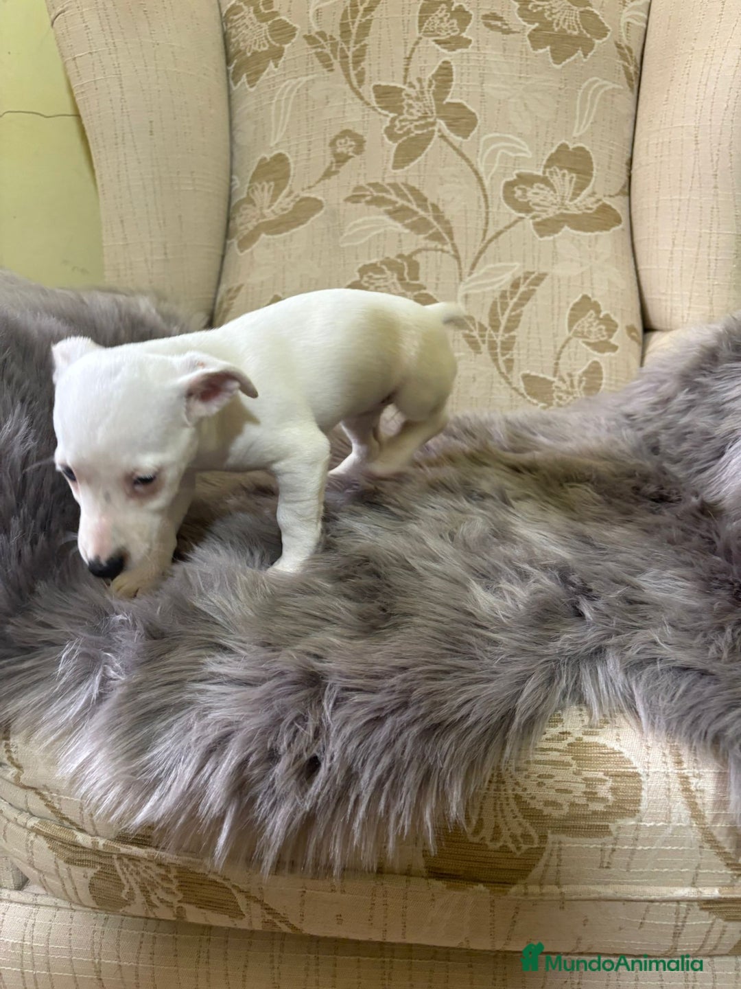 Jack Russell Terrier perros en venta: Cachorros de Jack Russell  - Imagen 2