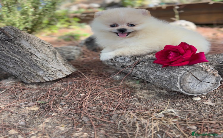 Pomerania perros - Anuncio 1