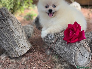 Pomerania perros - Anuncio 34