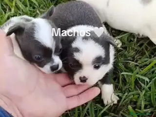 Chihuahua perros Chihuhuas machos - Anuncio 1