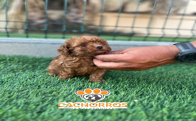 Caniche Toy perros - Anuncio 2