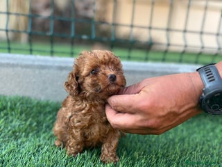 Caniche Toy perros - Anuncio 1