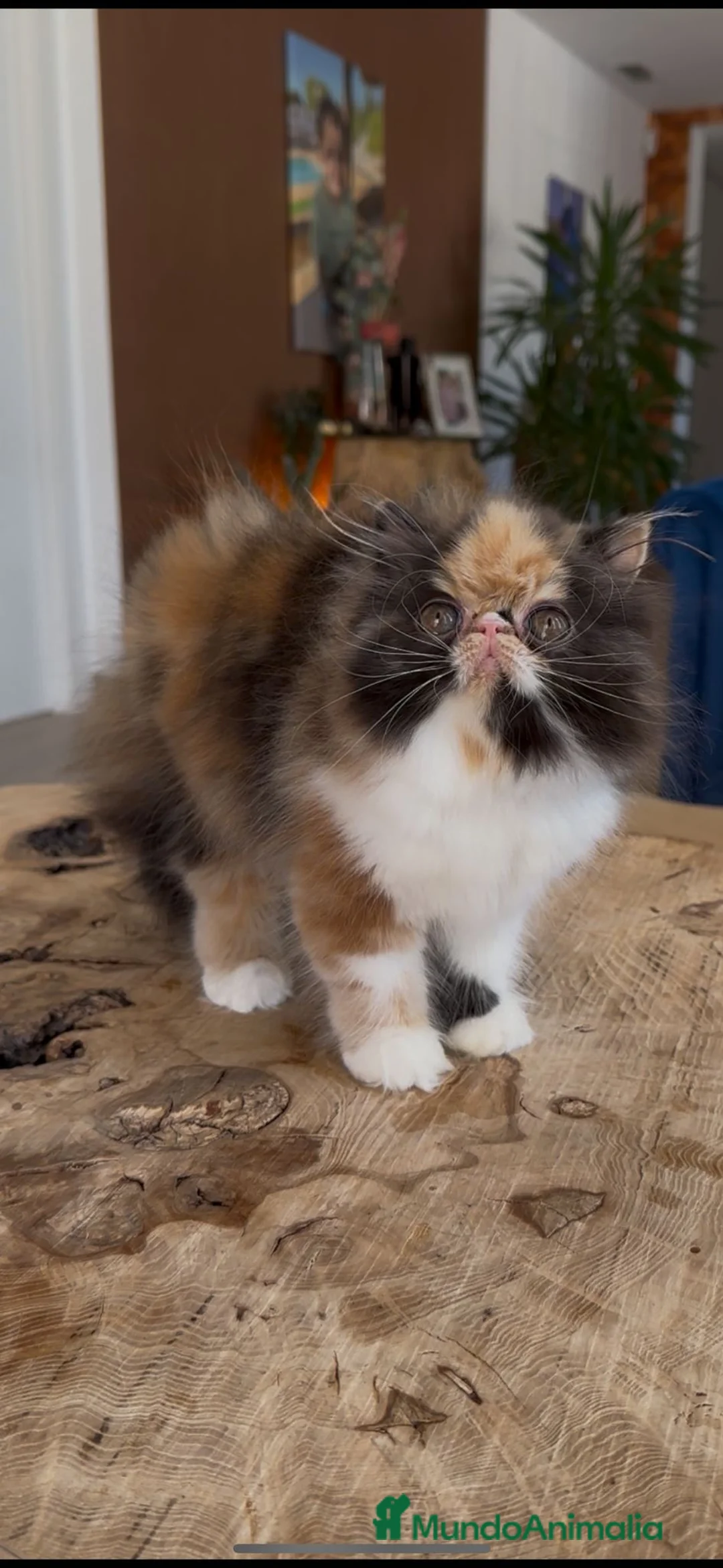 Persa gatos en venta: Persa hembra  - Anuncio 4