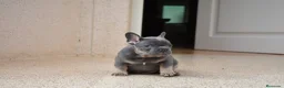 Bulldog Francés perros en venta: Cachorros de Bulldog Frances  - Anuncio 4