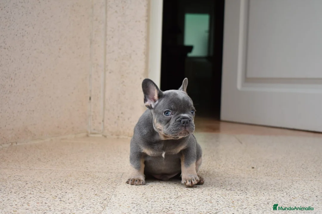 Bulldog Francés perros en venta: Cachorros de Bulldog Frances  - Anuncio 4