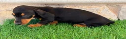 Teckel Miniatura perros en venta: Teckel miniatura negro fuego - Anuncio 7
