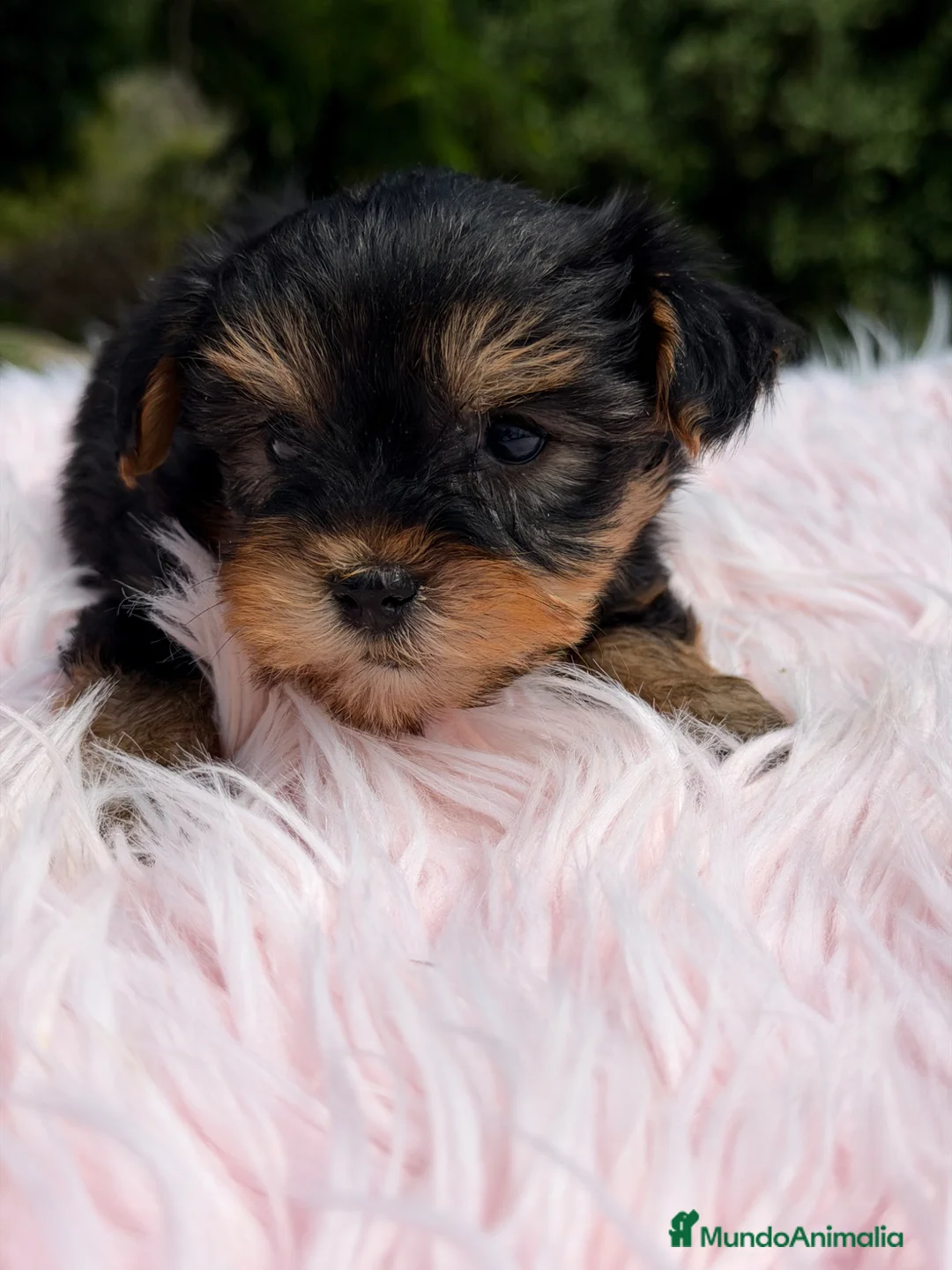 Yorkshire Terrier perros en venta: Yorkshire Toy hembra  - Anuncio 1